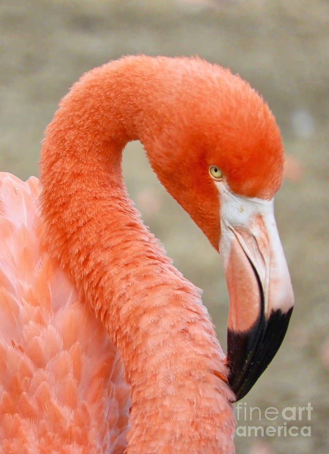 Flamingo Profile Photograph by Beth Myer Photography