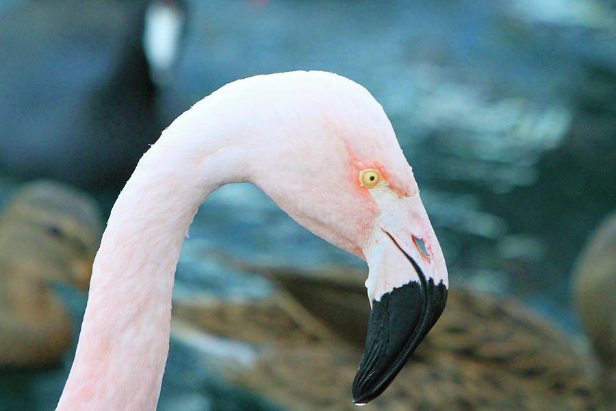Flamingo Profile Photograph by Shoal Hollingsworth