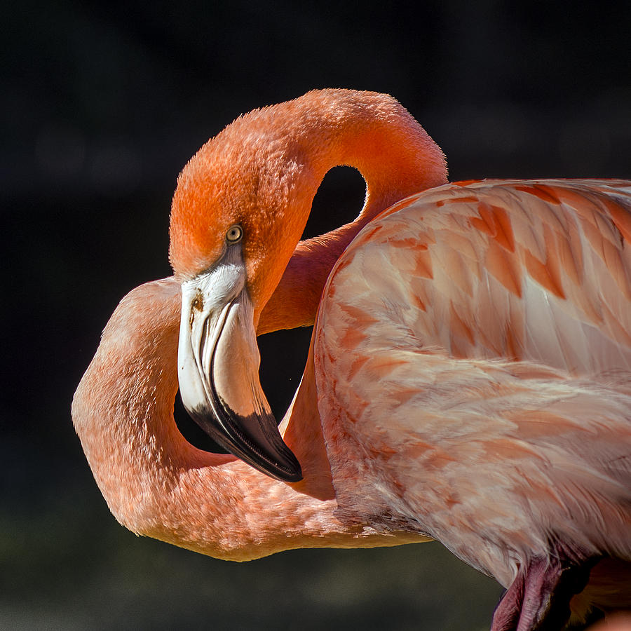 Flamingo Profile With His Neck Curved Into A Figure Eight  Photograph by William Bitman