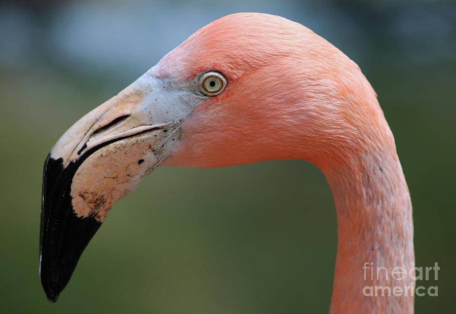 Flamingo Photograph - Flamingo Protrait by Marty Fancy