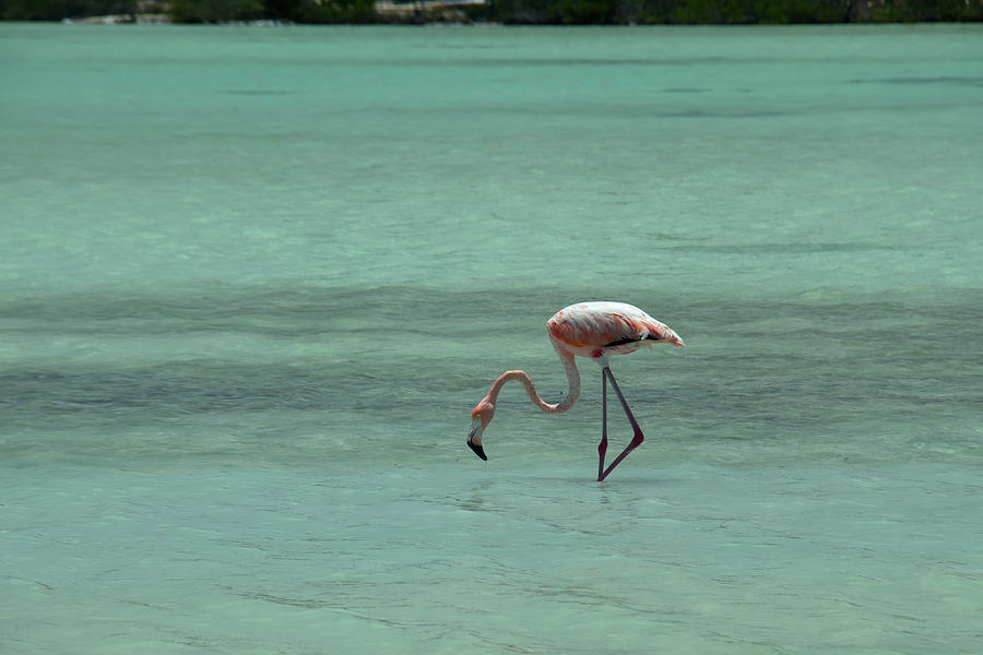 Flamingo Provo Turks and Caicos Photograph by Debby Richards