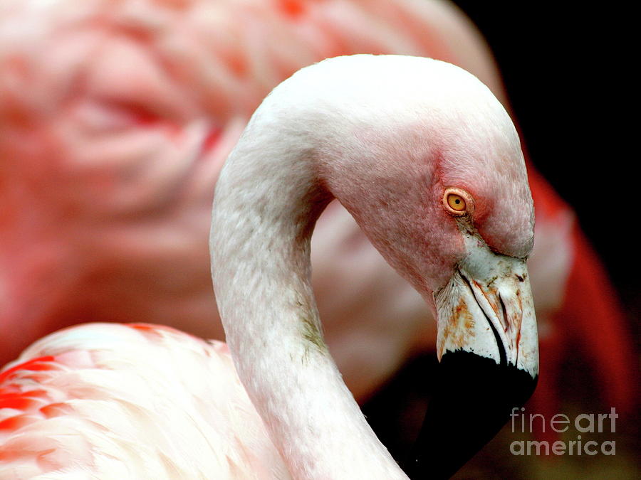 Bird Photograph - Flamingo . R7925 by Wingsdomain Art and Photography