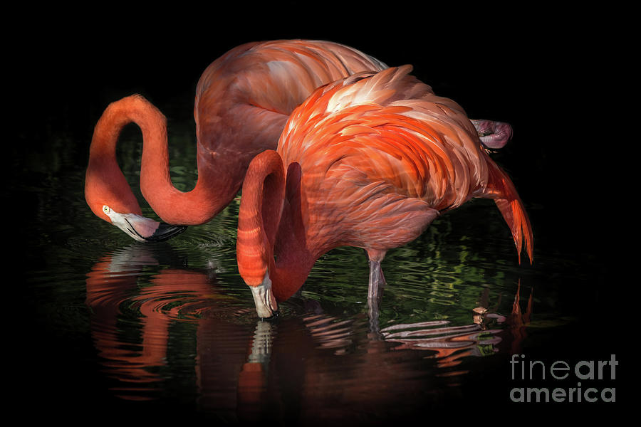 Flamingo Reflection Photograph by Liesl Walsh