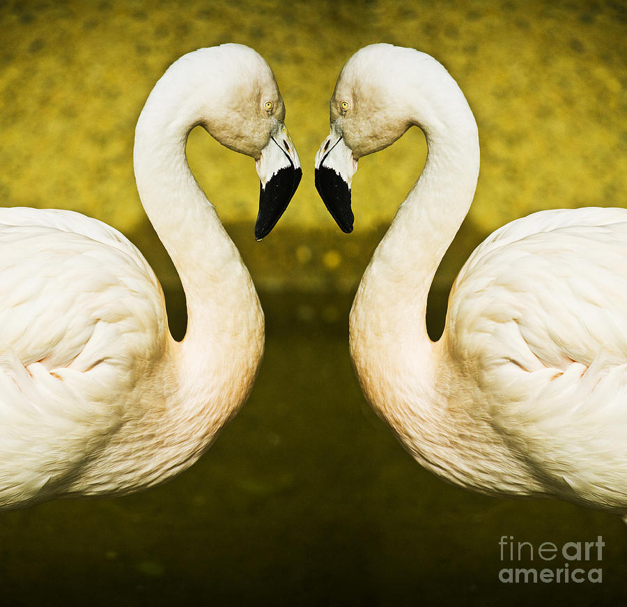 Flamingo Reflection Photograph