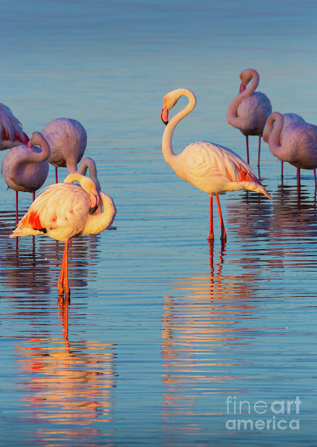 Flamingo Reflections Photograph by Inge Johnsson