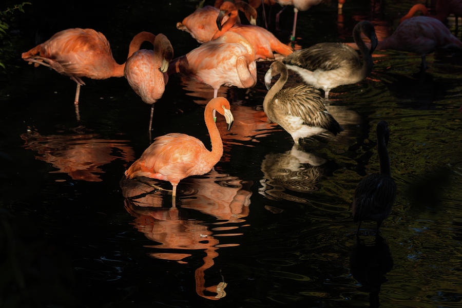 Flamingo Reflections Photograph by Jay Stockhaus