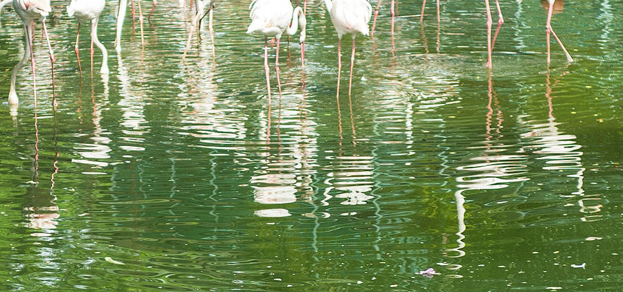 Flamingo reflections Photograph by Jocelyn Kahawai