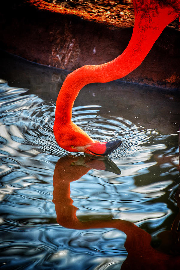 Flamingo Reflections Photograph by Kathi Isserman