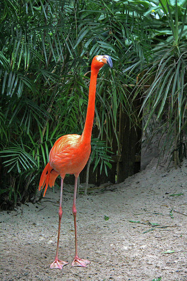 Flamingo Photograph by Richard Krebs