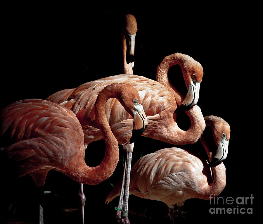 Flamingo Edge of Darkness Photograph by Robert Frederick