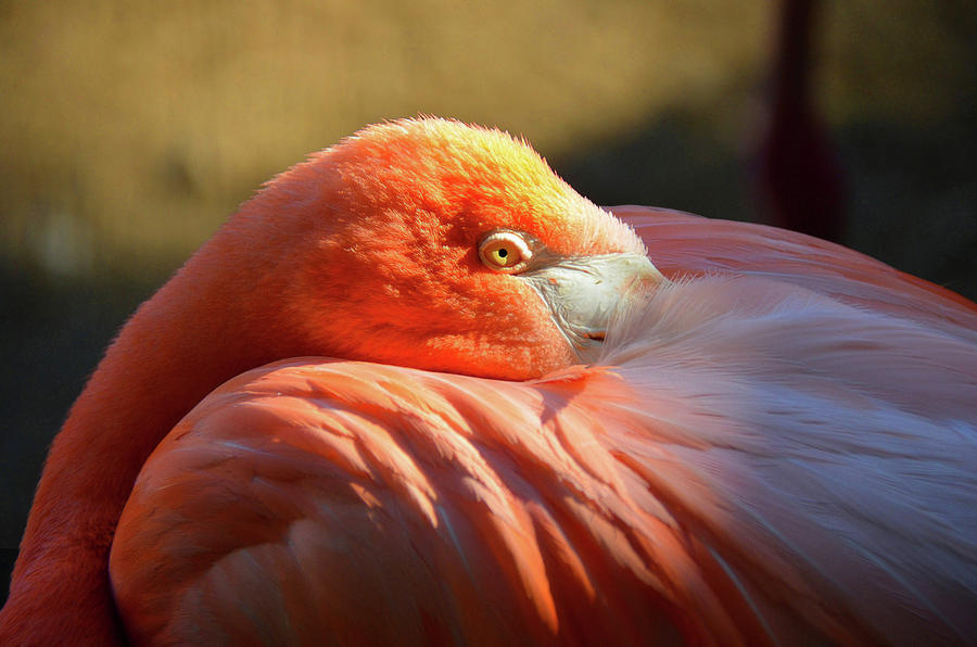 Flamingo Photograph by Ronda Ryan