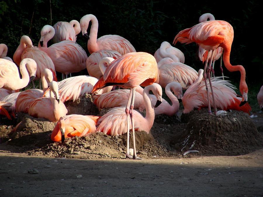 Flamingo Photograph by Rose Dely - Fine Art America