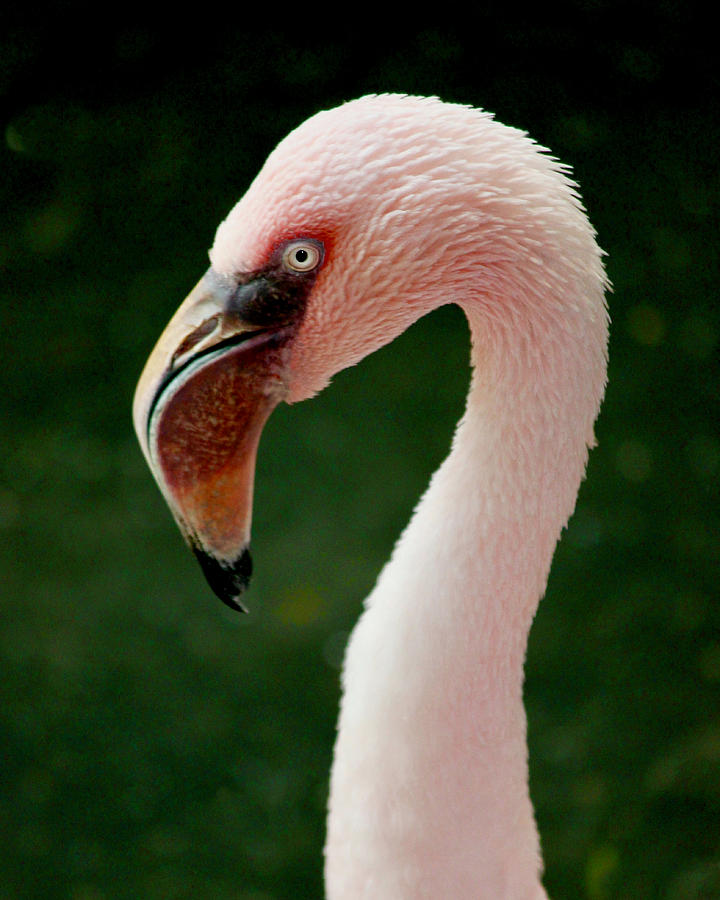Flamingo Photograph by Sarah Lilja