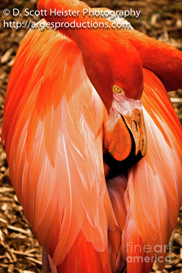 Flamingo Photograph by Scott Heister