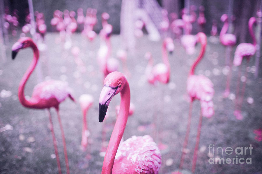Flamingo Photograph by Setsiri Silapasuwanchai