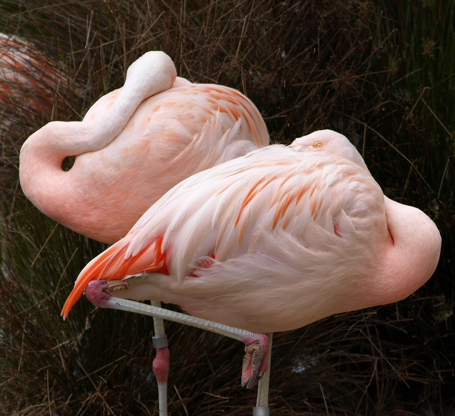Flamingo Photograph - Flamingo Siesta by Laura Allenby