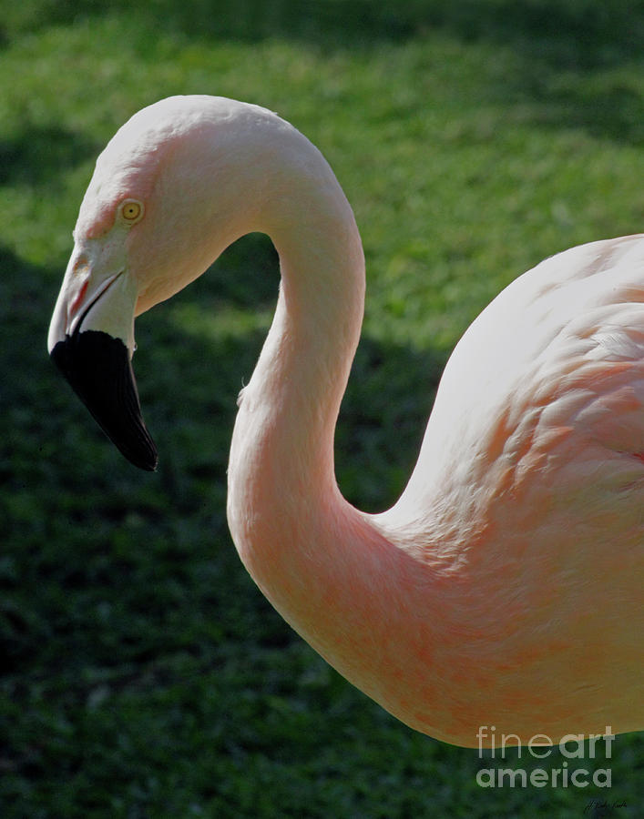 Flamingo-Signed-#0674 Photograph by J L Woody Wooden