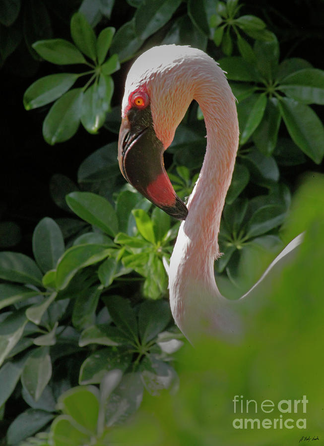 Flamingo-Signed-#0716 Photograph by J L Woody Wooden