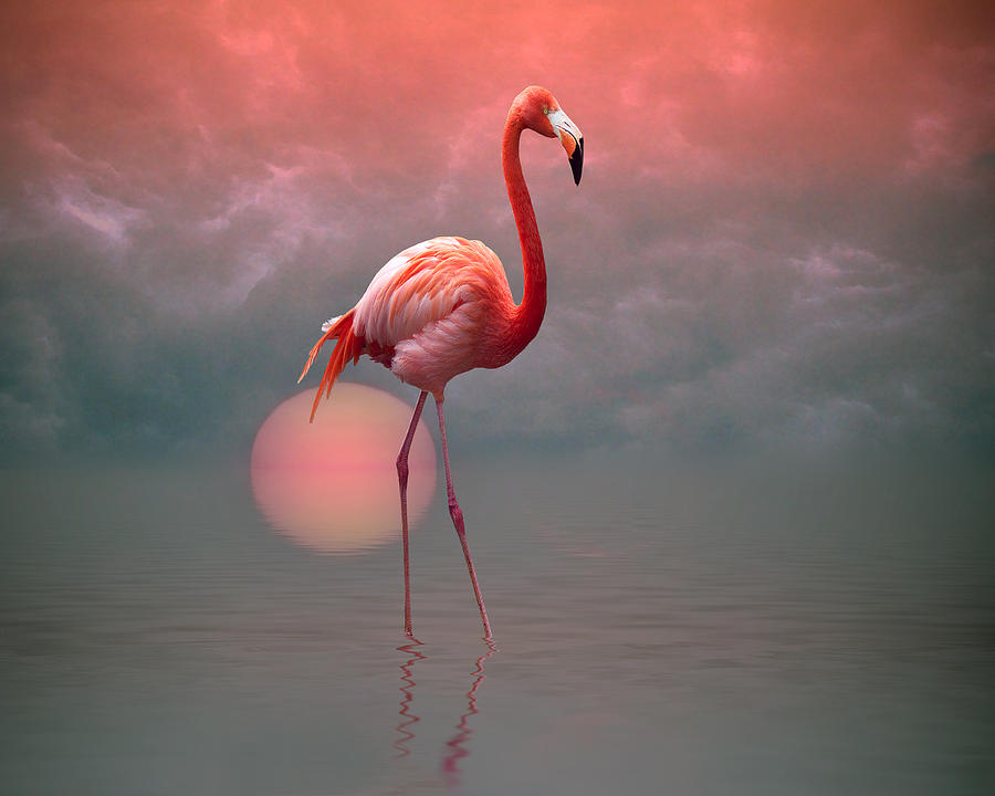 Flamingo Photograph - Flamingo Skies by Stephen Warren