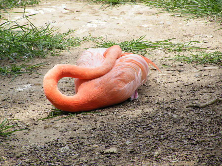 Flamingo Sleeping Photograph by Kimmary MacLean