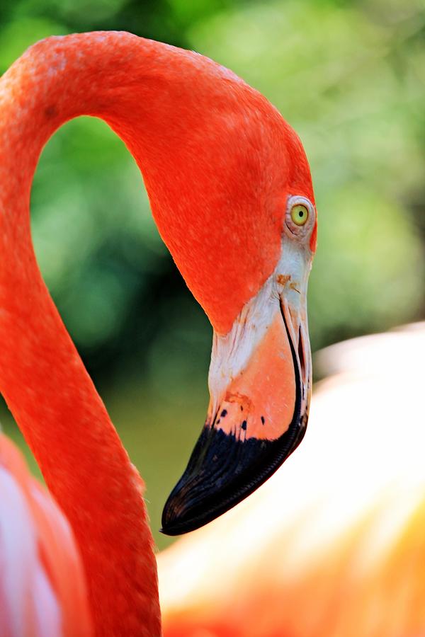 Flamingo Smile Photograph by Vicki Dreher | Fine Art America