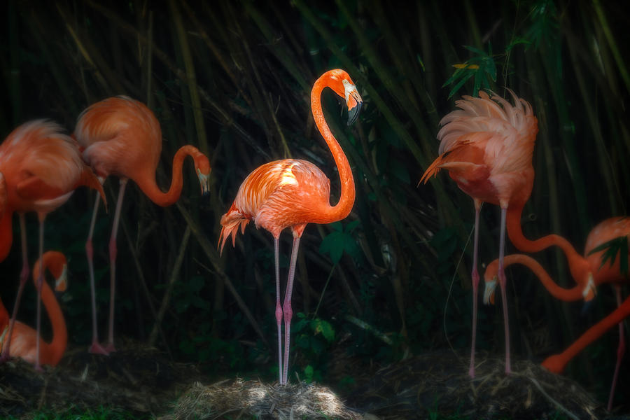 Flamingo Spotlight Photograph by Sylvia J Zarco