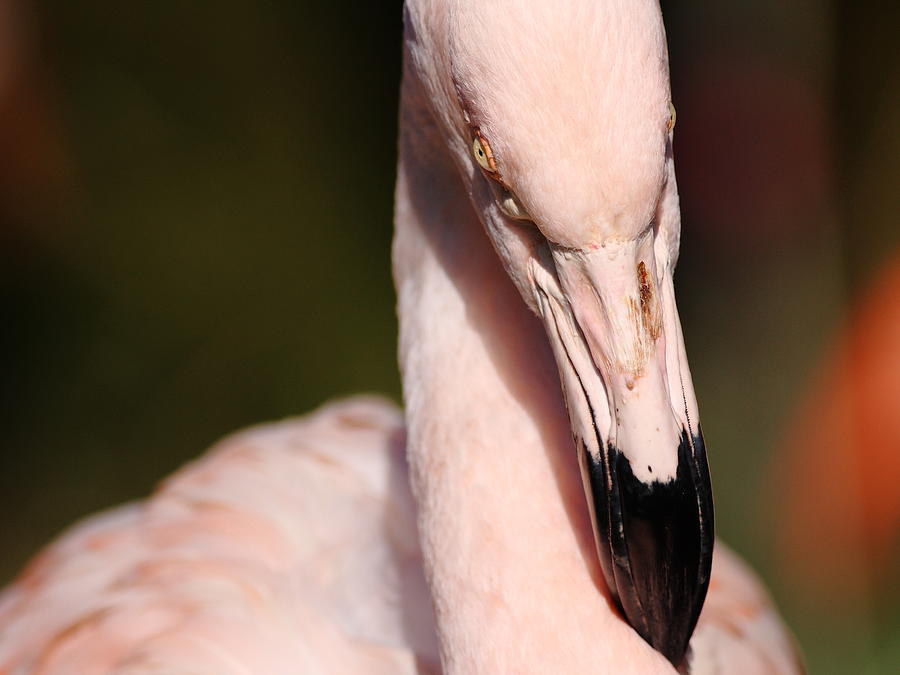 Flamingo Stare . 40D9910 Photograph by Wingsdomain Art and Photography