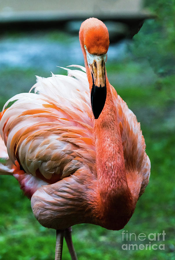 Flamingo Photograph - Flamingo Stare-Down by Tom Horsch Photography