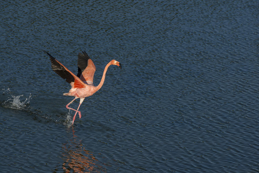 Flamingo Photograph - Flamingo by Stephen Degraaf