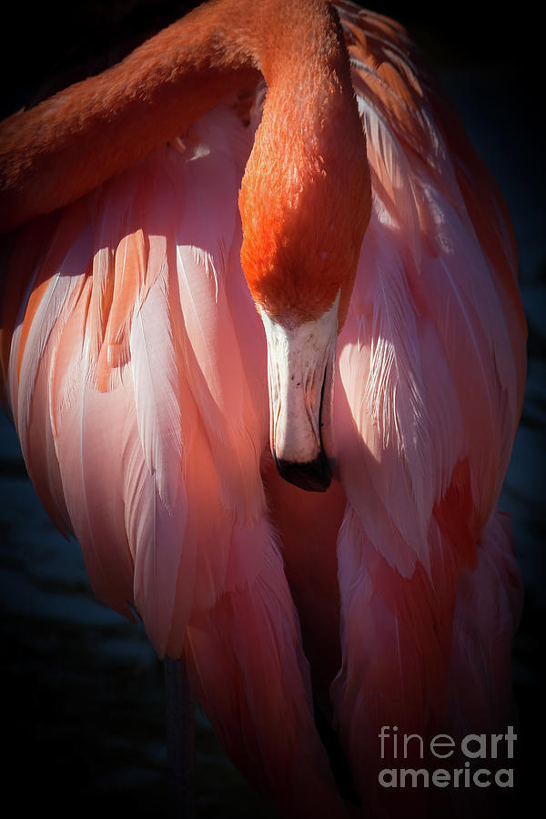 Flamingo Stillness Photograph by Liesl Walsh