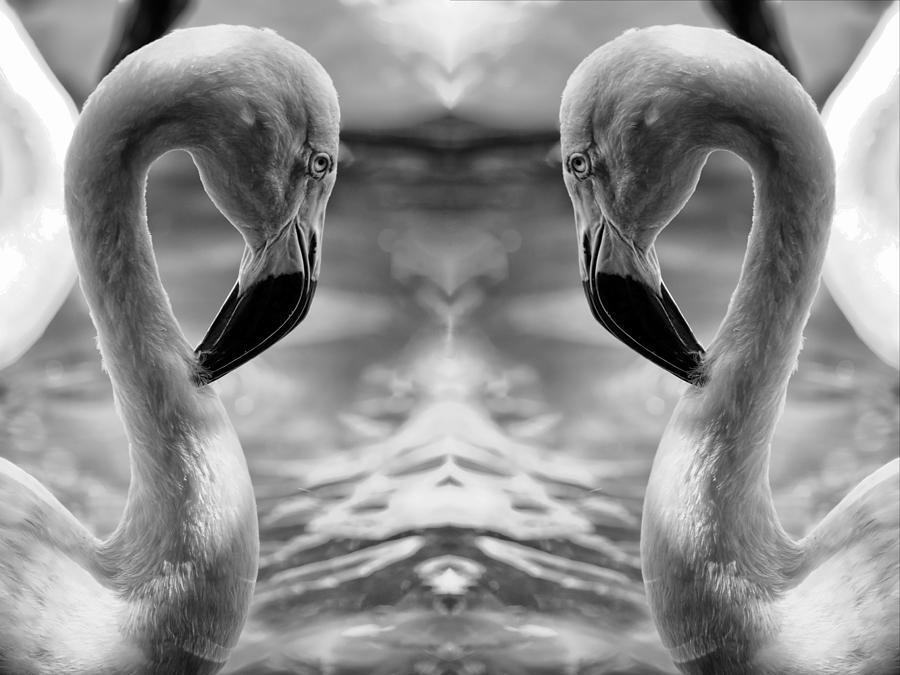 Flamingo Photograph by Stoney Lawrentz