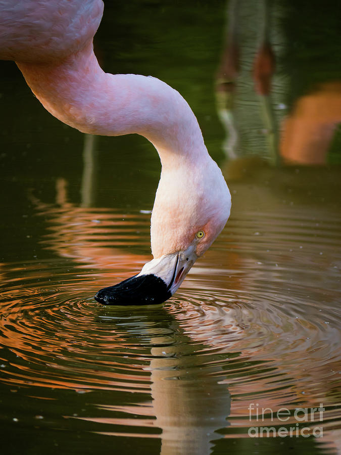 Flamingo Straining  Photograph by Rachel Morrison