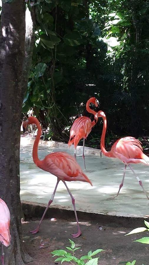 Flamingo Strut Photograph