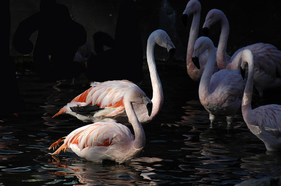 Flamingo Study - 2 Photograph by DArcy Evans