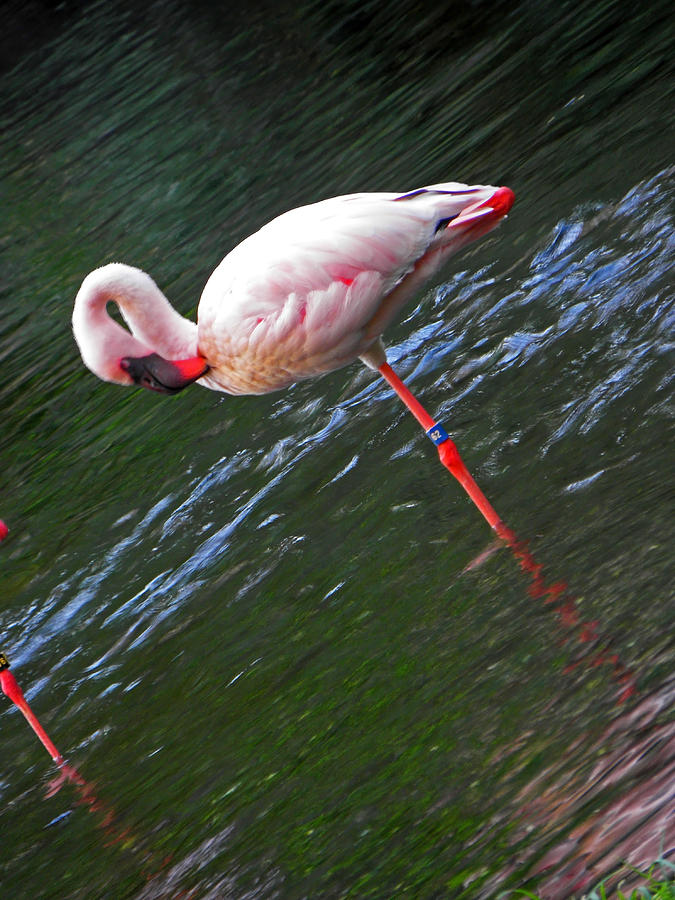 Flamingo Photograph - Flamingo Style by Elizabeth Hoskinson