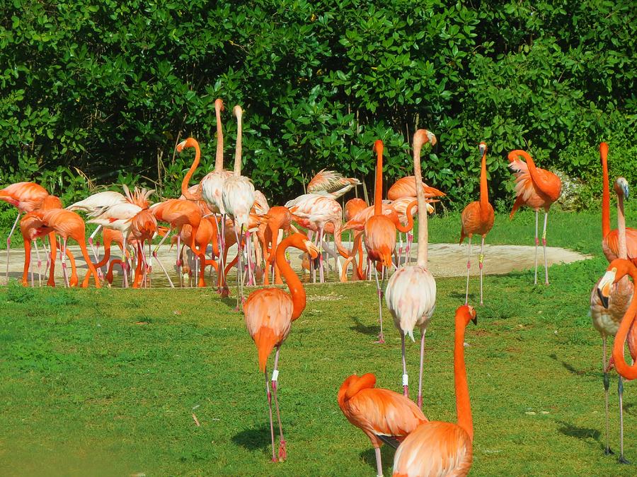 Flamingo Sunbathe Photograph by Vijay Sharon Govender