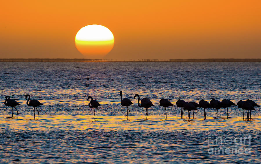 Flamingo Sunset Photograph by Inge Johnsson