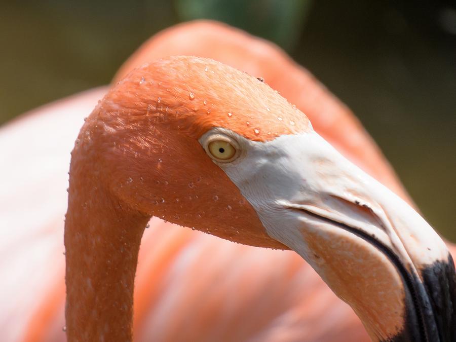 Animal Photograph - Flamingo Sweat by Duane Lipham