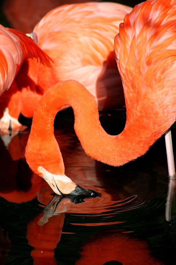 Flamingo Photograph - Flamingo Taking A Dip by David Dunham