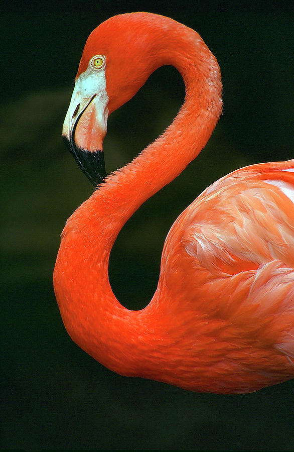 Flamingo Photograph by Ted Keller