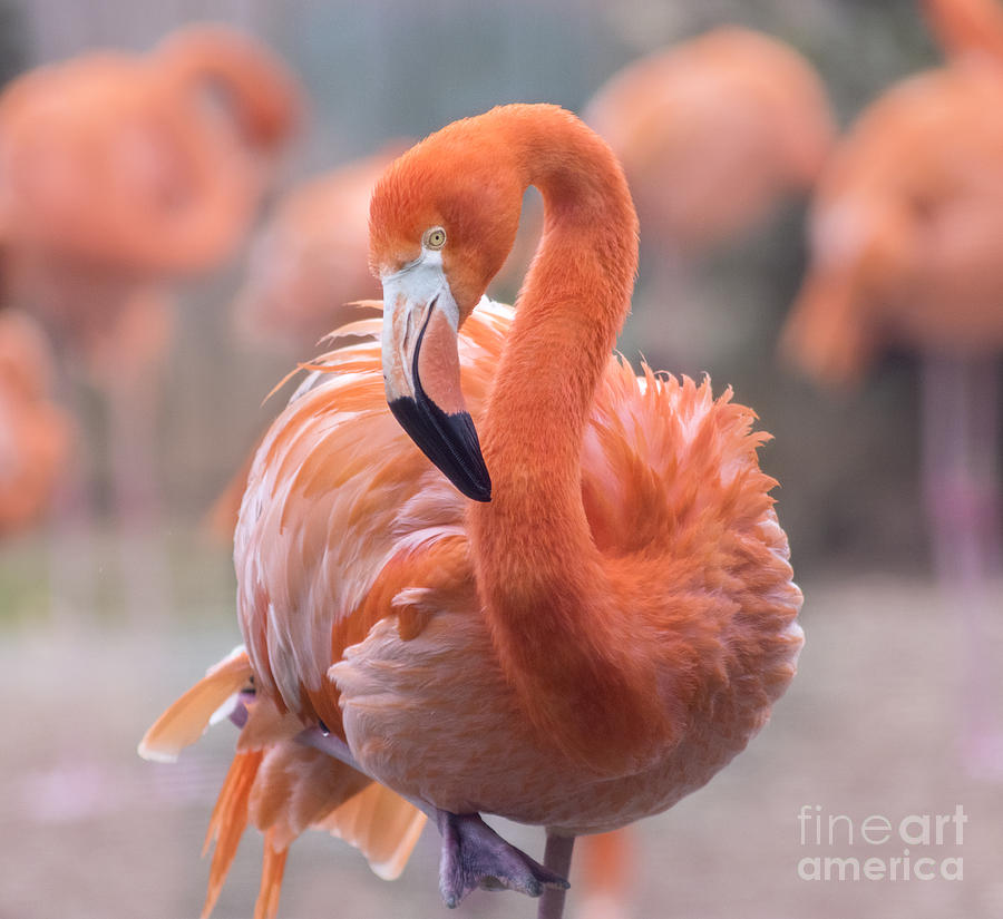 Flamingo Photograph - Flamingo, the orange beauty by Rima Biswas