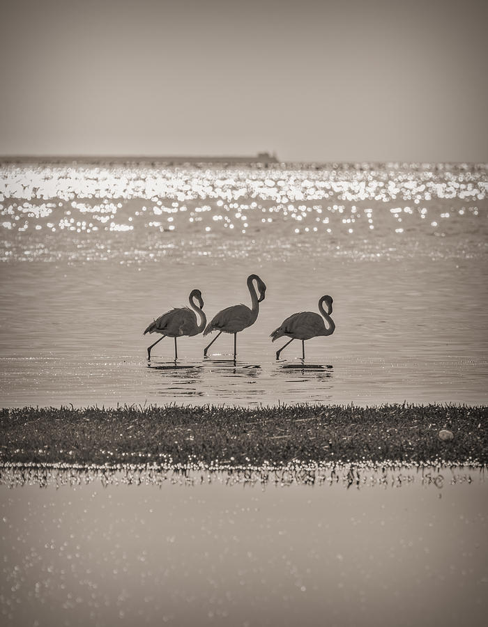 Flamingo Trio - Walvis Bay, Namibia Photograph Photograph by Duane Miller