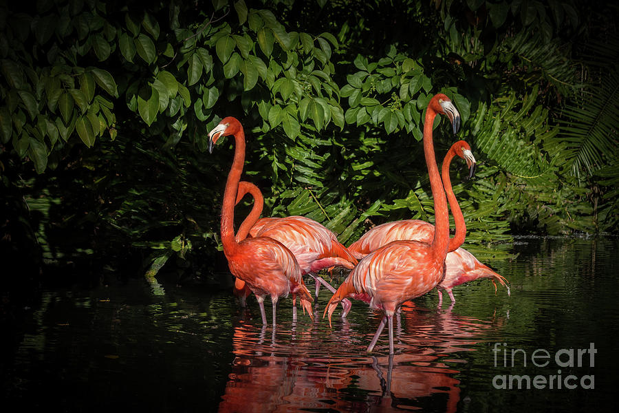 Flamingo Tropical Paradise Photograph by Liesl Walsh