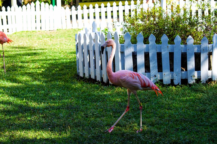Flamingo Walk Photograph by Joseph Caban