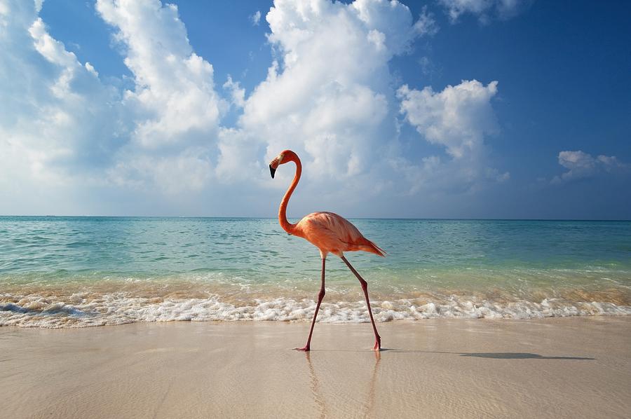 Flamingo Walking Along Beach Photograph by Ian Cumming