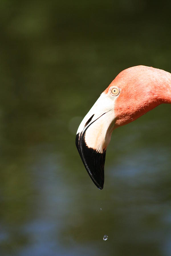 Flamingo Water Drop Photograph by Anita Parker