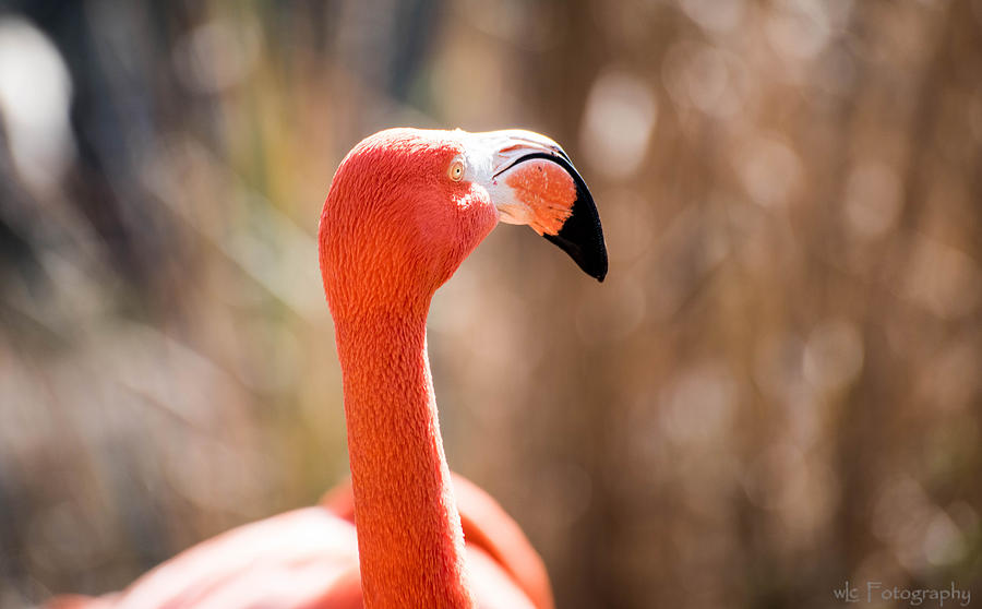 American Flamingo 2 Photograph by Wendy Carrington