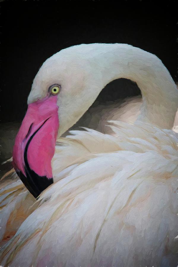 Flamingo White Photograph by Alice Gipson