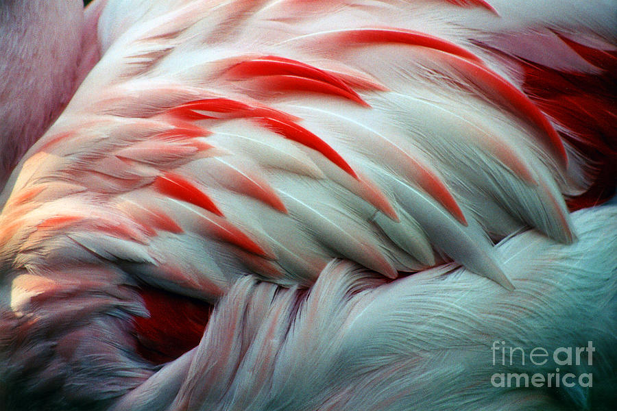 Flamingo Wing Photograph by Cathy Gregg