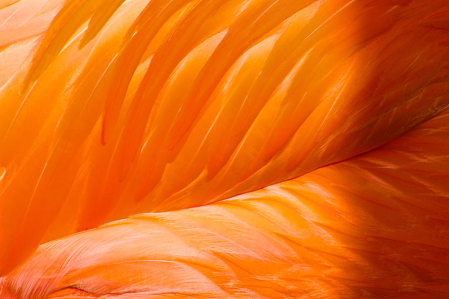 Flamingo Wing by Jon Reddin Flamingo Wing by Jon Reddin